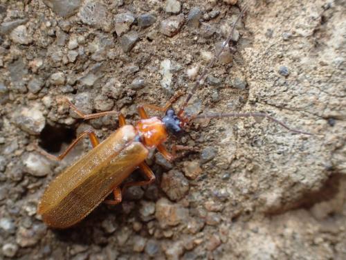 Réf. 324 743 : Rhagonycha nigriceps